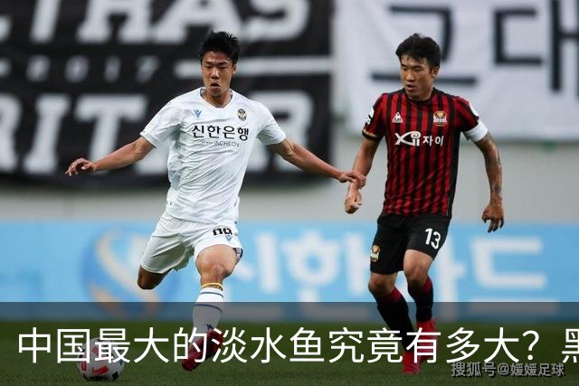 中国最大的淡水鱼究竟有多大？黑龙江捕获的鱼王，重达1000公斤
